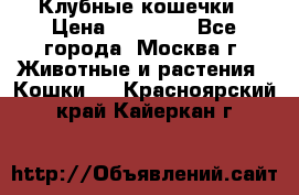 Клубные кошечки › Цена ­ 10 000 - Все города, Москва г. Животные и растения » Кошки   . Красноярский край,Кайеркан г.